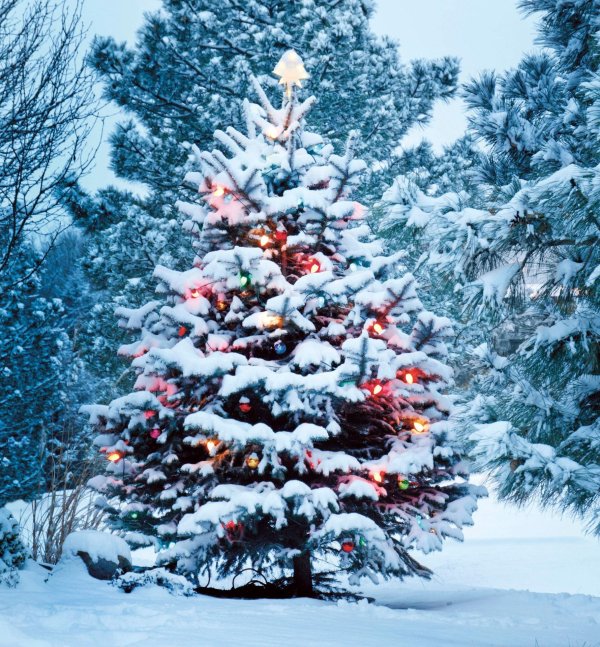 Елочка зима