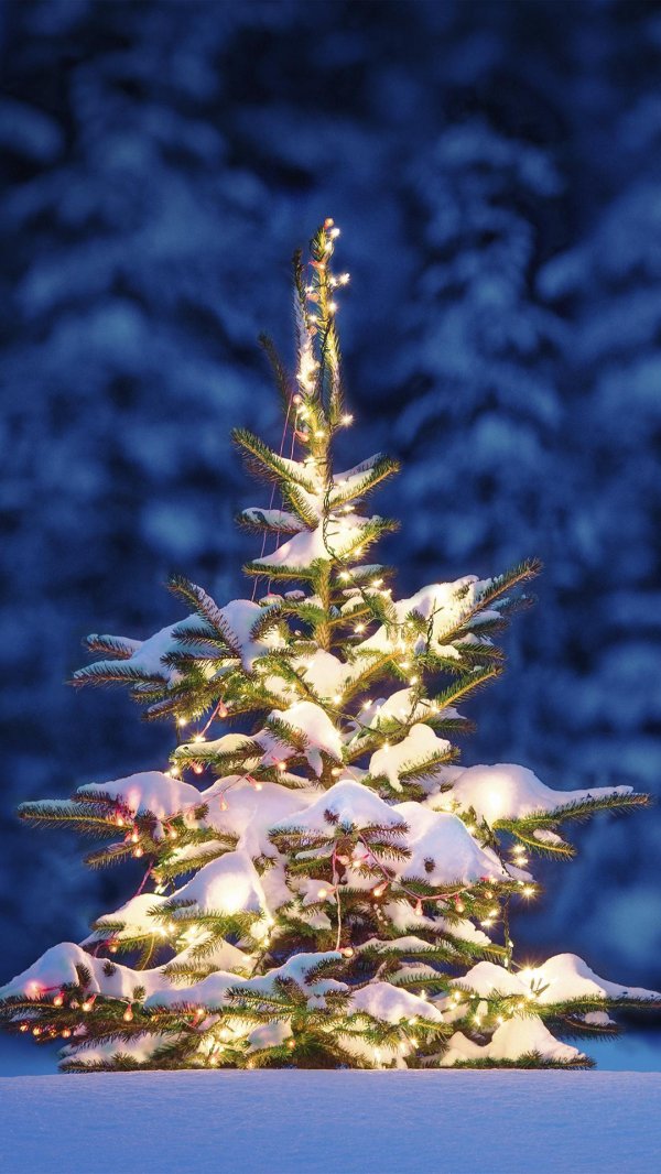 Елочка зима