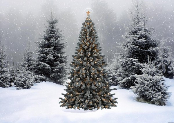 Елочка зима