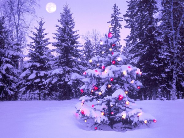 Елочка зима