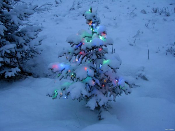 Елочка зима