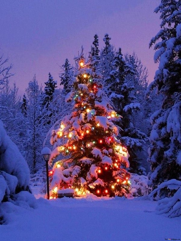 Елочка зима