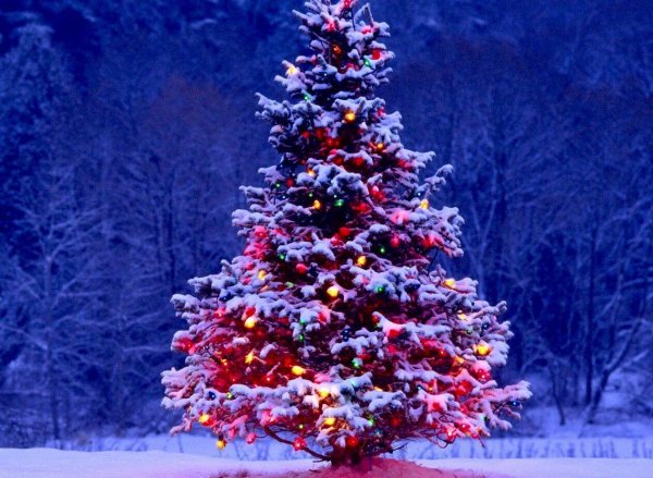 Елочка зима