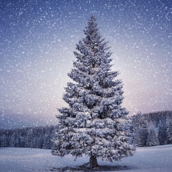 Елочка зима