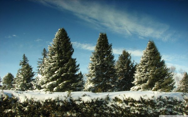 Елочка зима