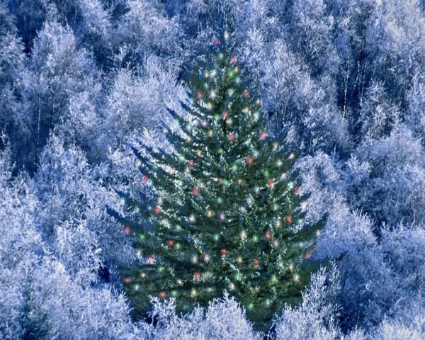 Елочка зима