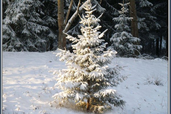 Елочка зима