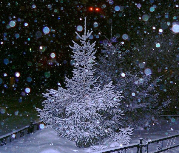 Елочка зима