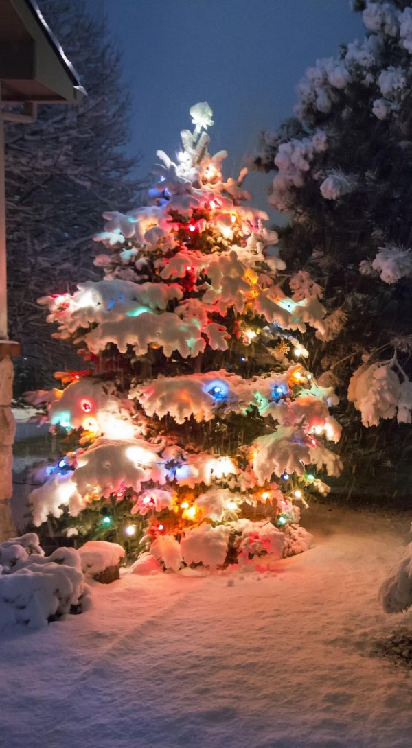 Елочка зима