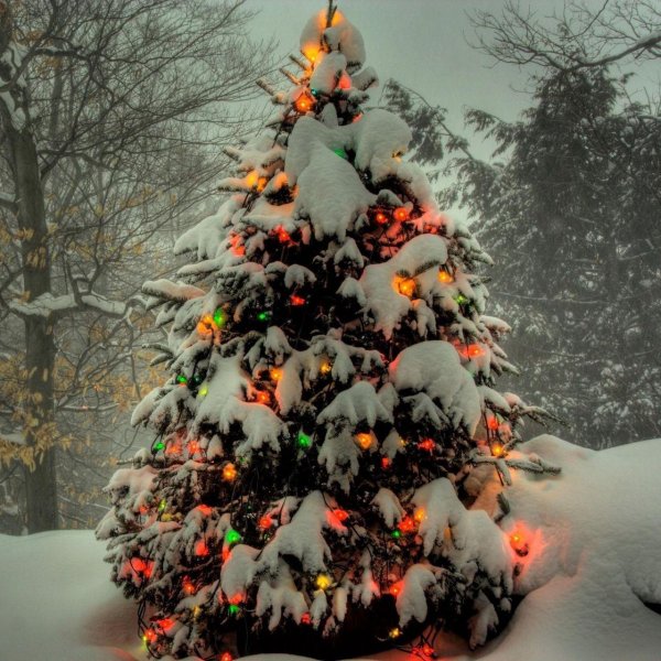 Елочка зима