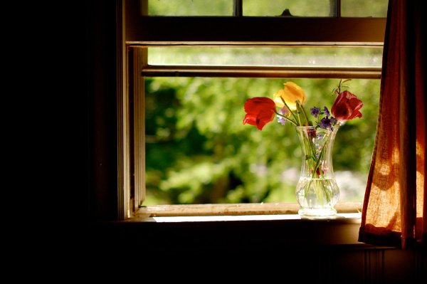 окно с цветами