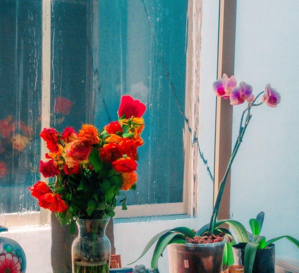 герань на подоконнике