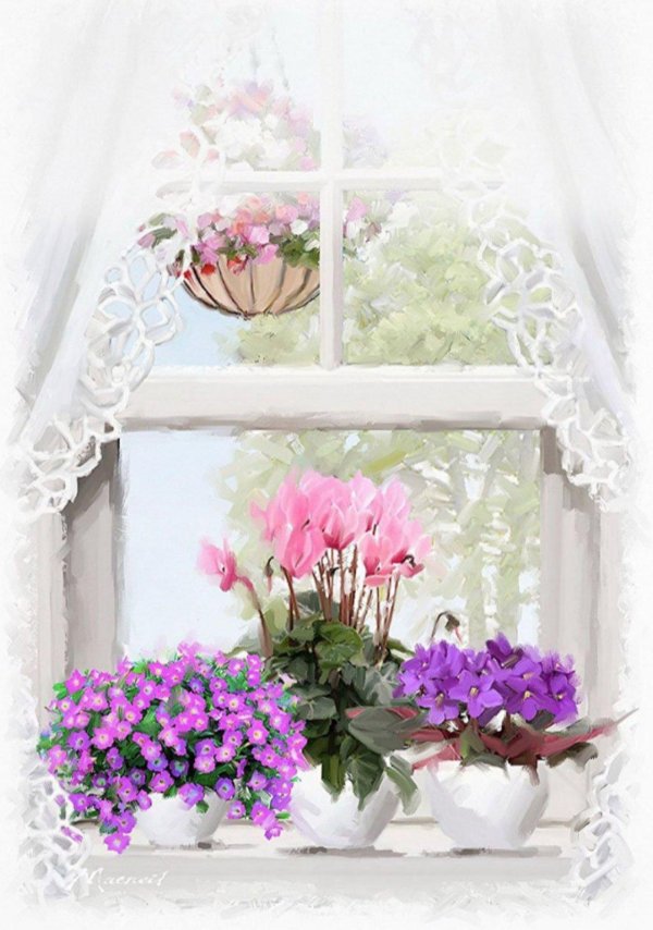 цикламен персидский