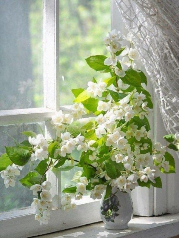 жасмин фотоэтюд