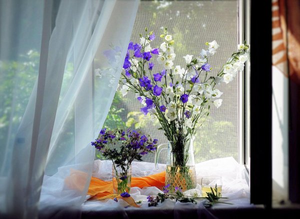 цветы у окна