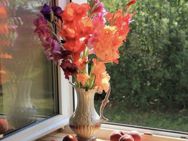 букет гладиолус