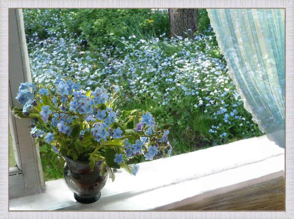 доброе утро незабудки