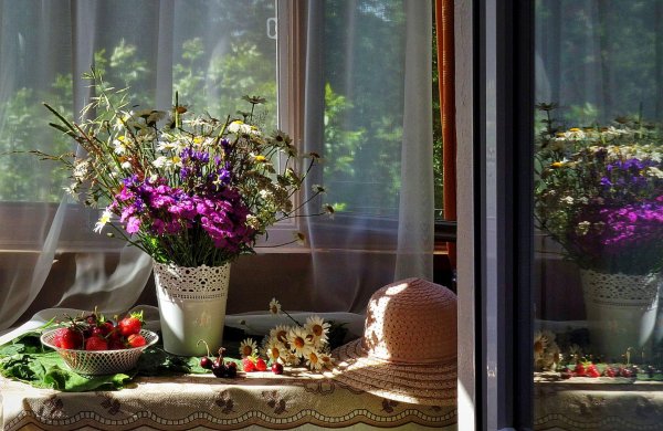 цветы у окна