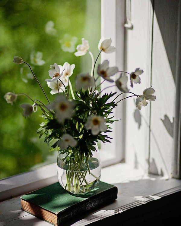 цветок на подоконнике