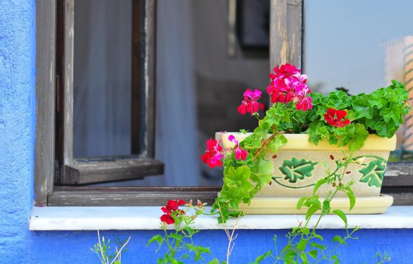 цветы под окном