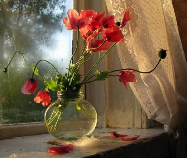 натюрморт с маками