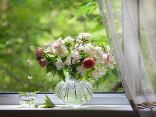 цветы у окна