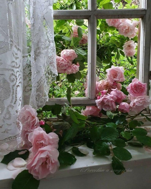 плетистая роза