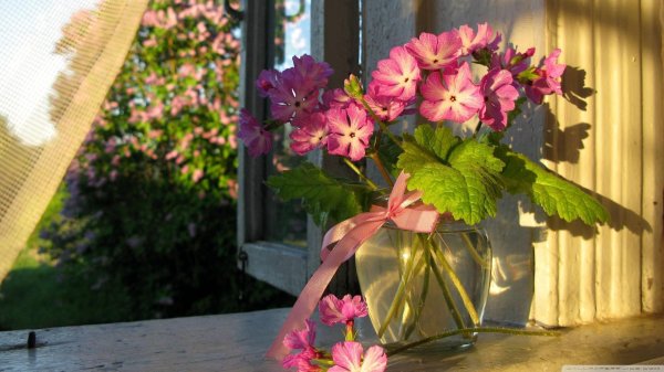 герань примула