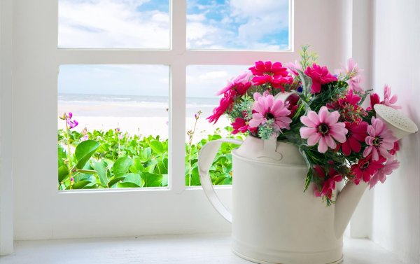 окно с цветами