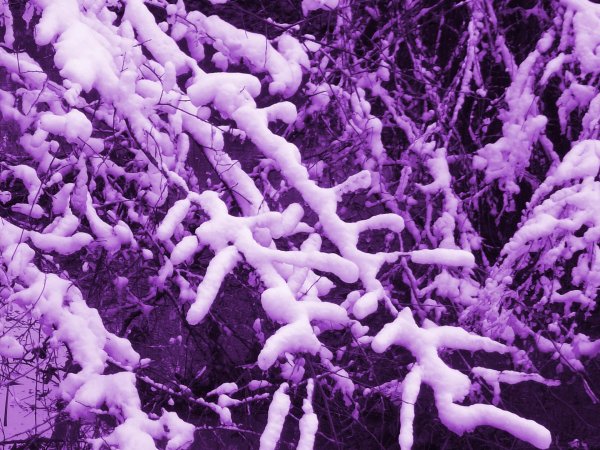 Розовая зима