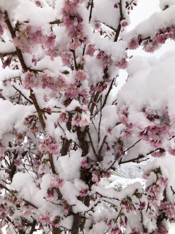 Розовая зима