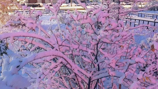 Розовая зима
