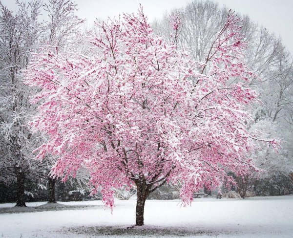 Розовая зима