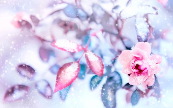 Розовая зима