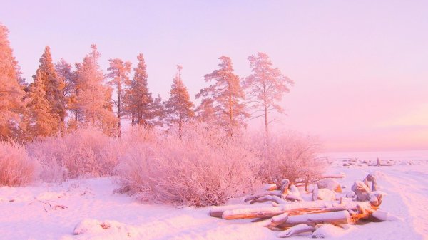 Розовая зима