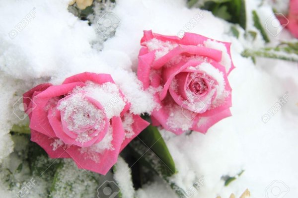 Розовая зима