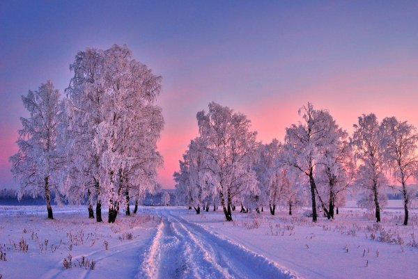 Розовая зима