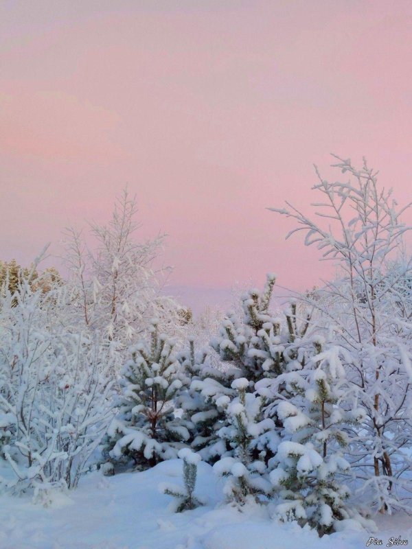 Розовая зима