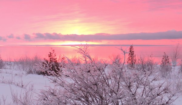 Розовая зима