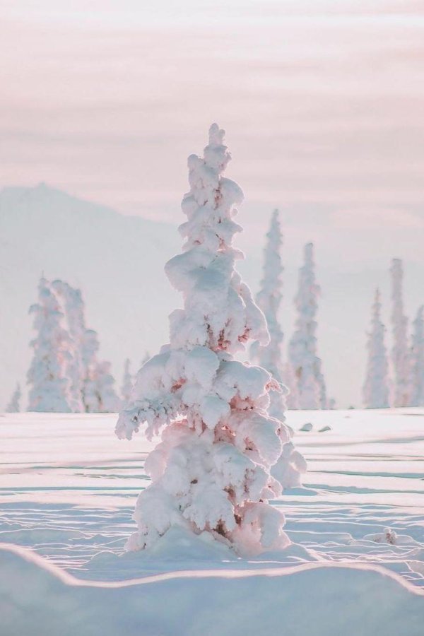 Розовая зима