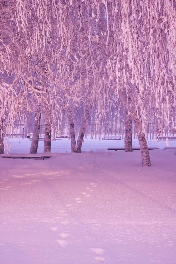 Розовая зима