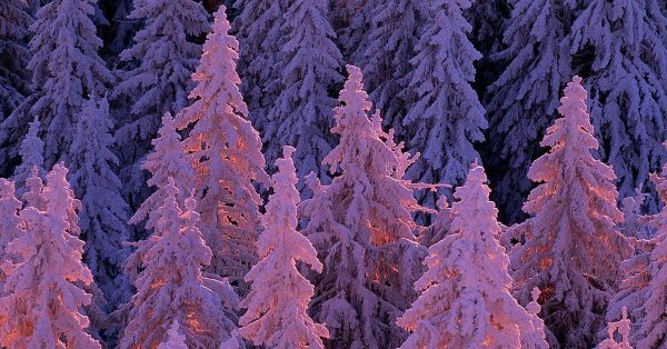 Розовая зима