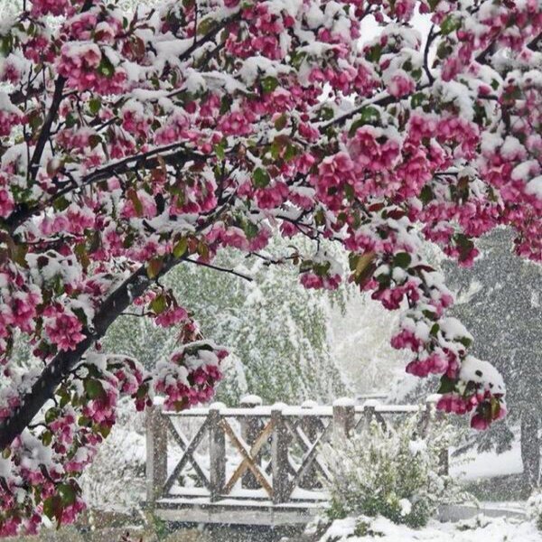 Розовая зима