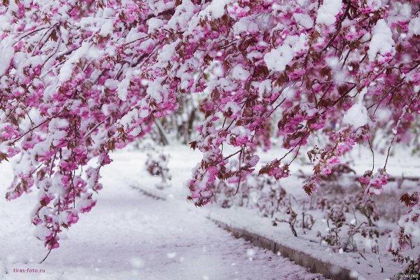 Розовая зима