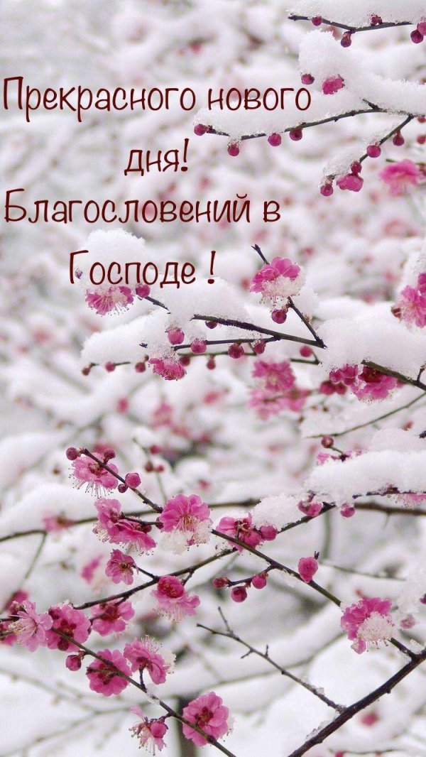 Розовая зима