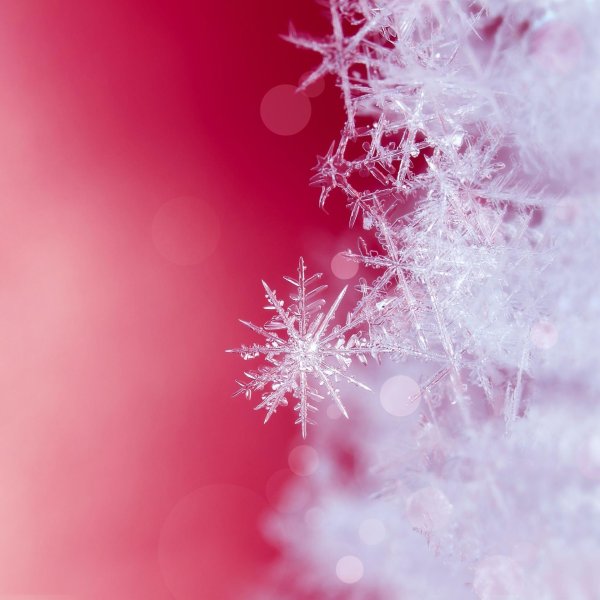 Розовая зима