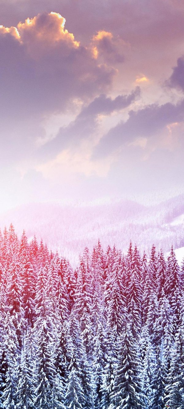 Розовая зима