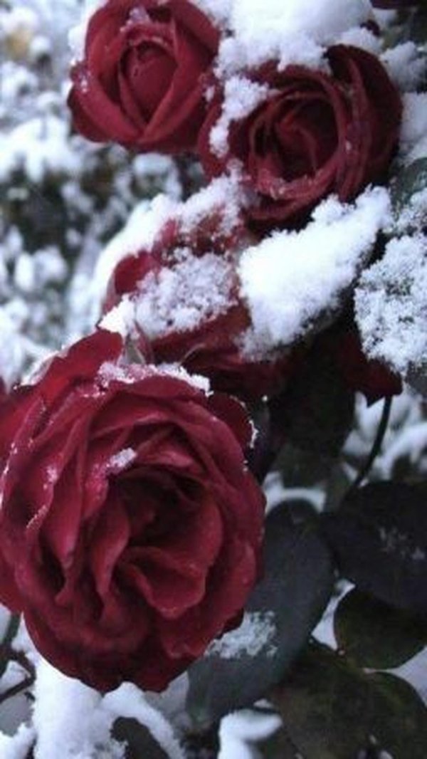 Розовая зима