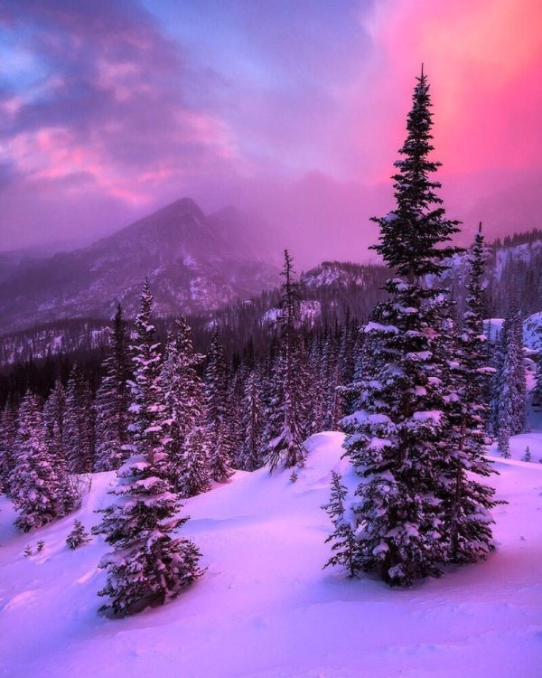 Розовая зима