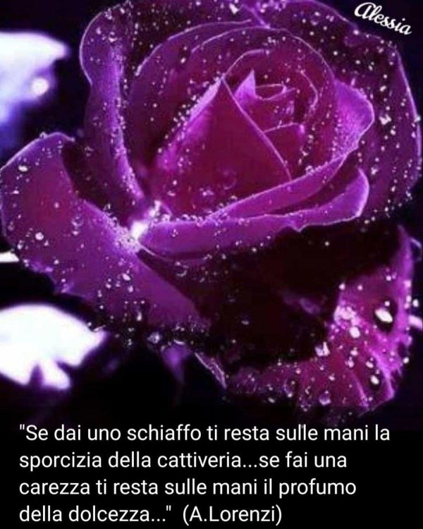 фиолетовые цветки